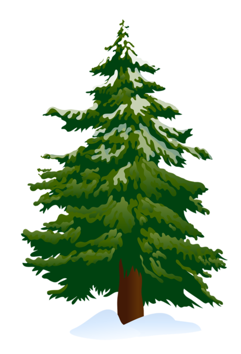 clip art pine tree - photo #15